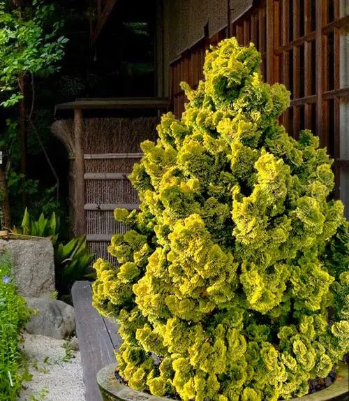 Nana Lutea