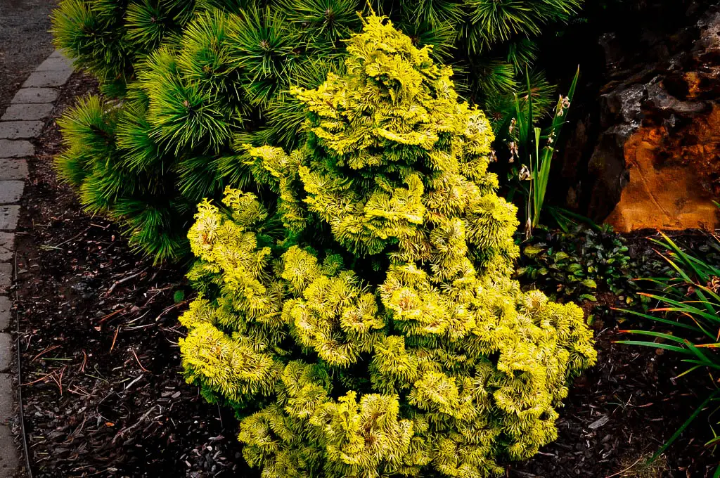 Golden foliage of Nana Lutea dwarf golden hinoki cypress Plant
