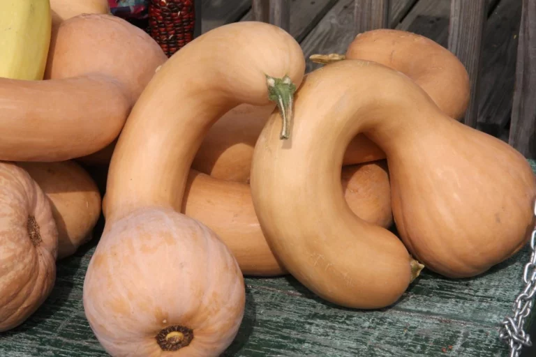 Neck Pumpkin