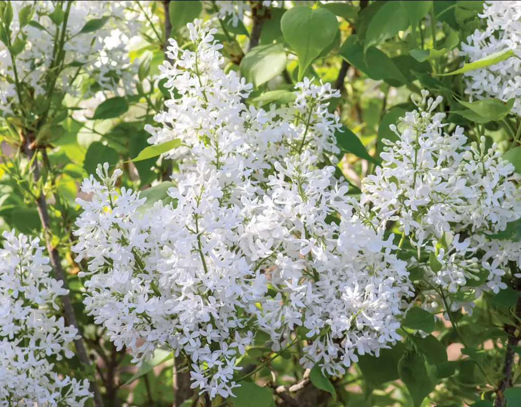 white flowers of new age white lilac bush
