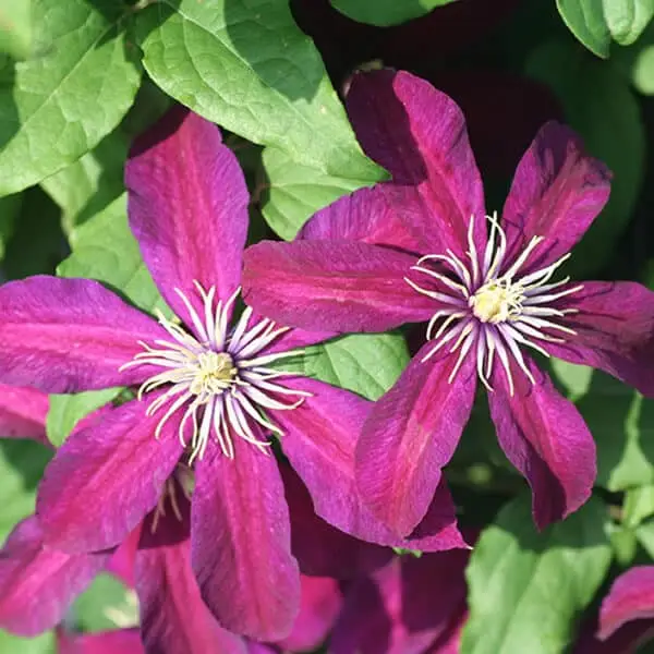 Clematis Niobe