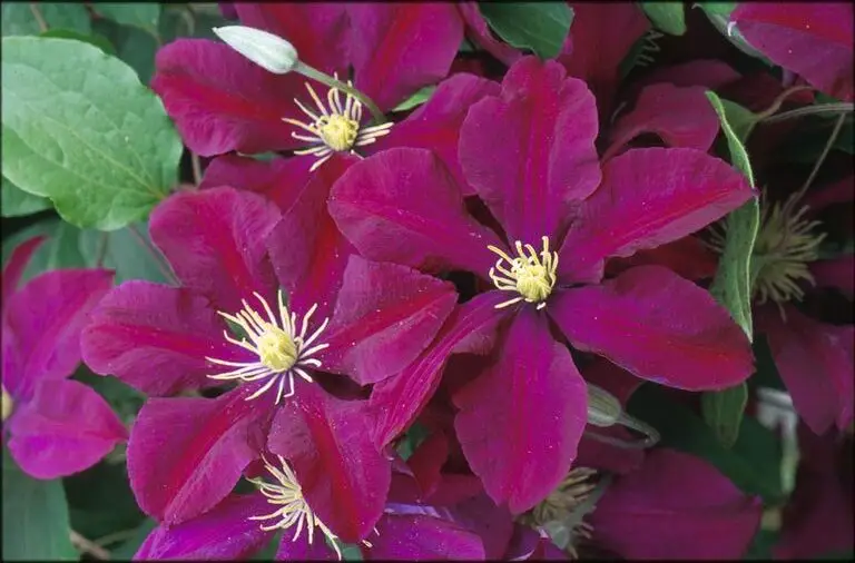 Clematis Niobe