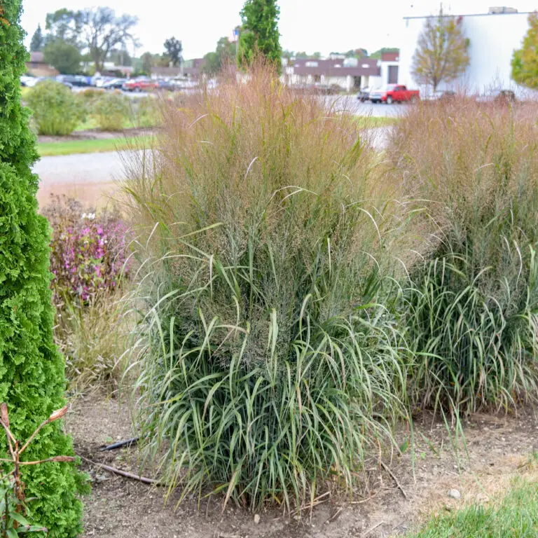 Ornamental Grass October Sky
