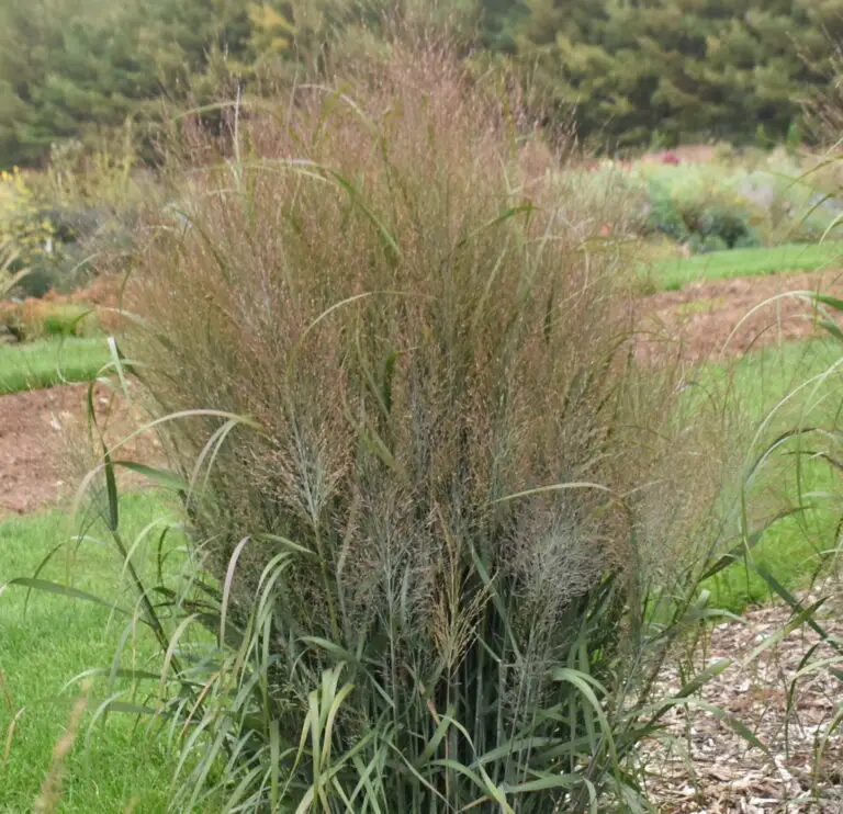 Ornamental Grass October Sky