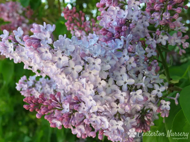 Old Fashion Common Lilac