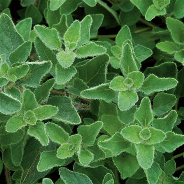 oregano plants for sale