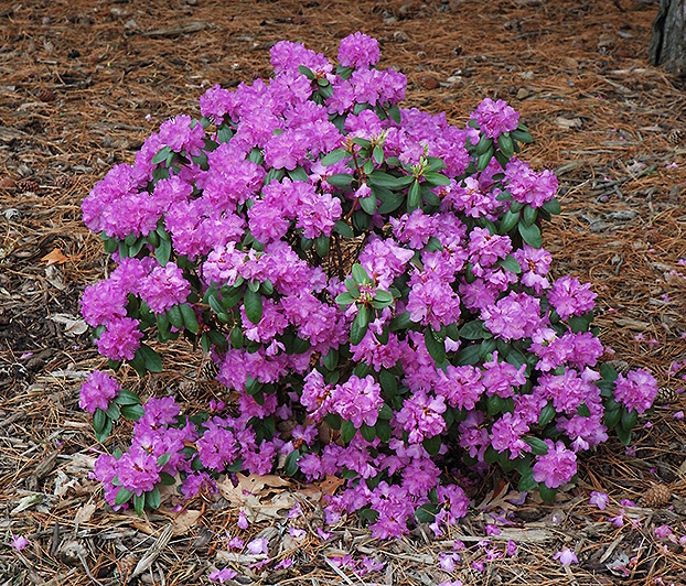 Spring blooming PJM Rhododendron plants
