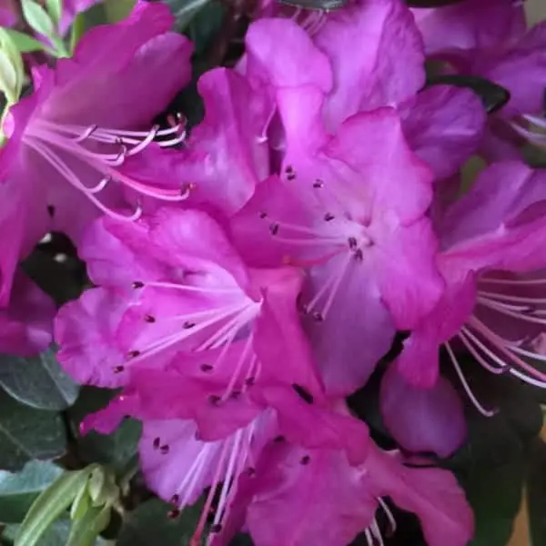 purple flowers of PJM Elite StarRhododendron bush