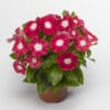 Vinca Pacifica Burgundy Halo