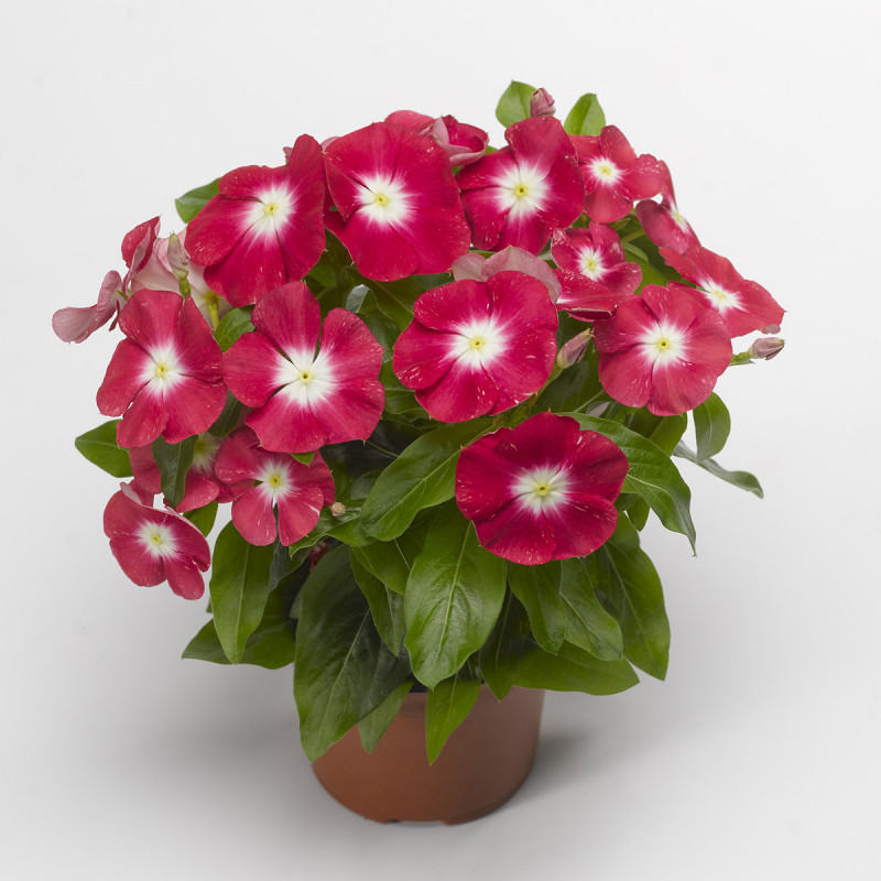 Vinca Pacifica Burgundy Halo