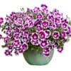 Painted Love Purple
