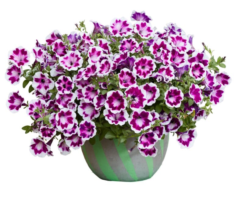 Painted Love Purple