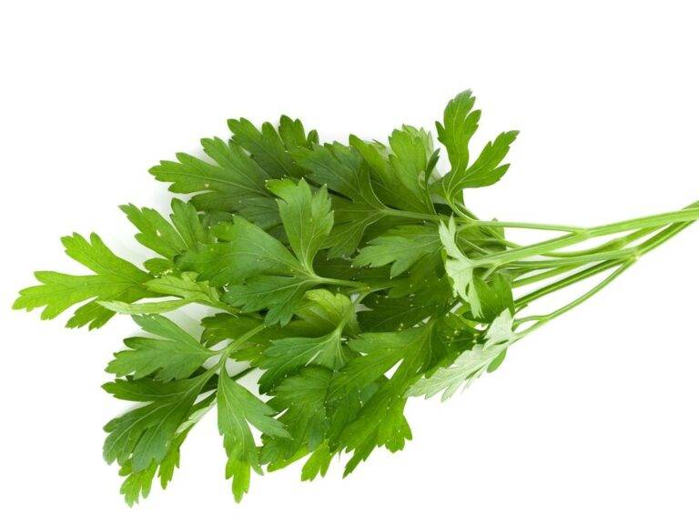 Italian Parsley