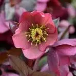 Hellebores Penny's Pink