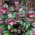 Hellebores Penny's Pink