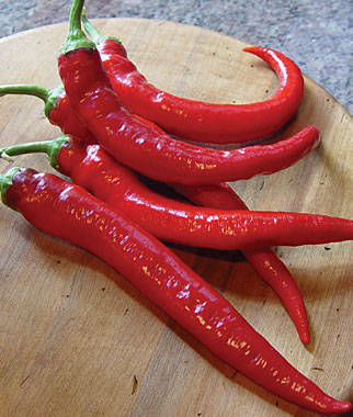 Cayenne