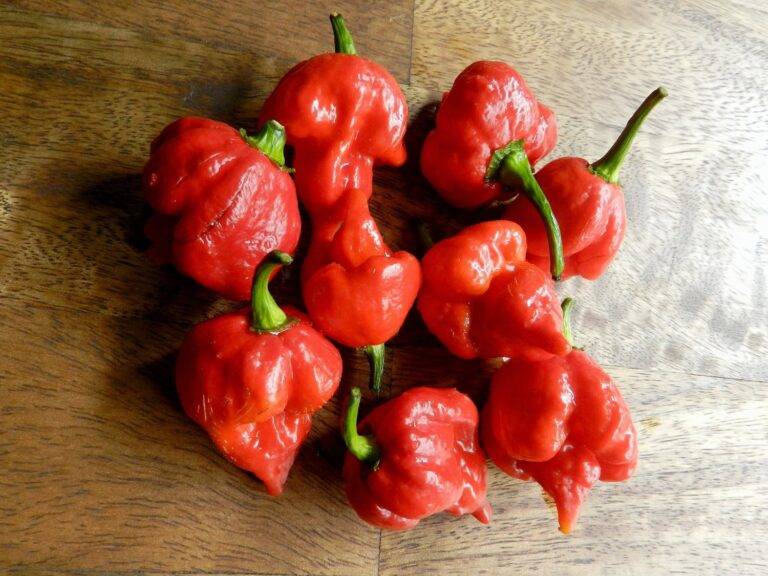 Trinidad Scorpion