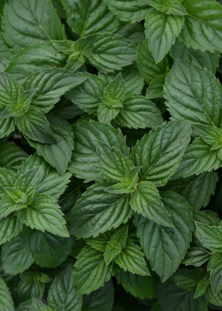Peppermint