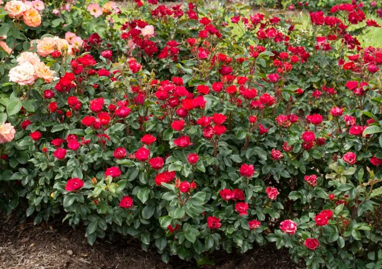 Petite Red Knock Out Rose