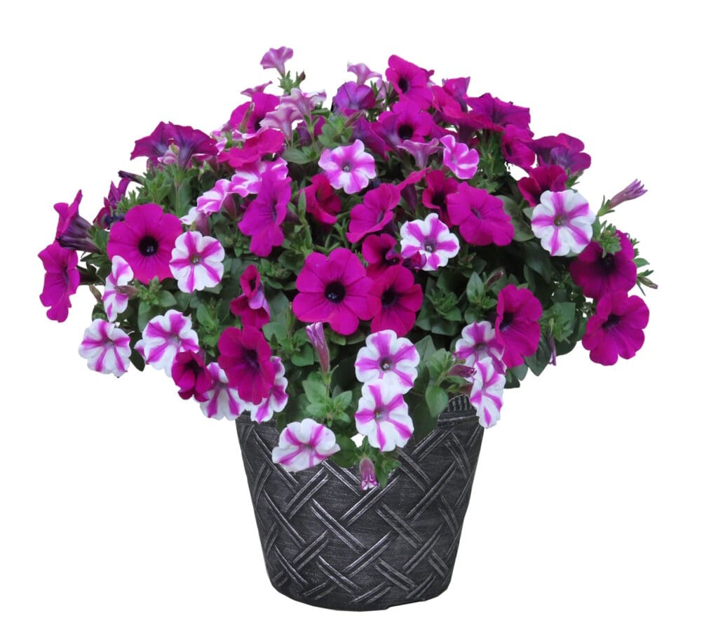 Petunia Blind Love mixed flower Planter