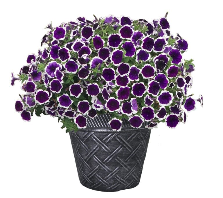 Petunia Dark Violet Picotee