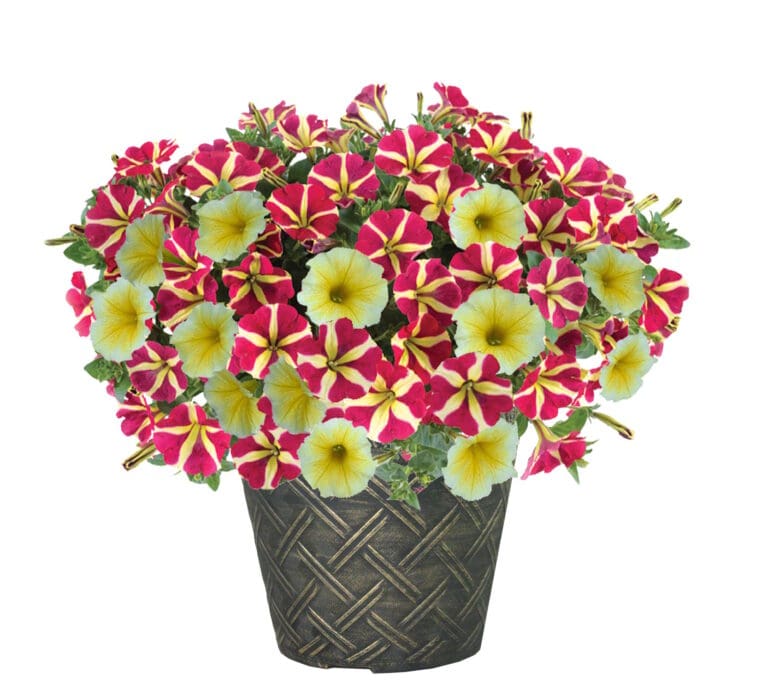 Petunia Heart of Gold Mix
