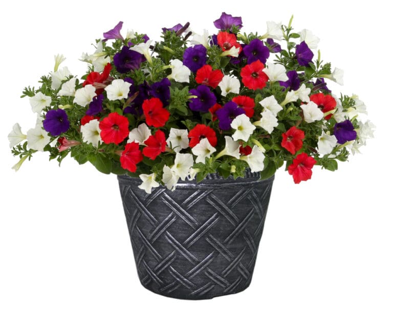 Petunia Main Street USA Mix