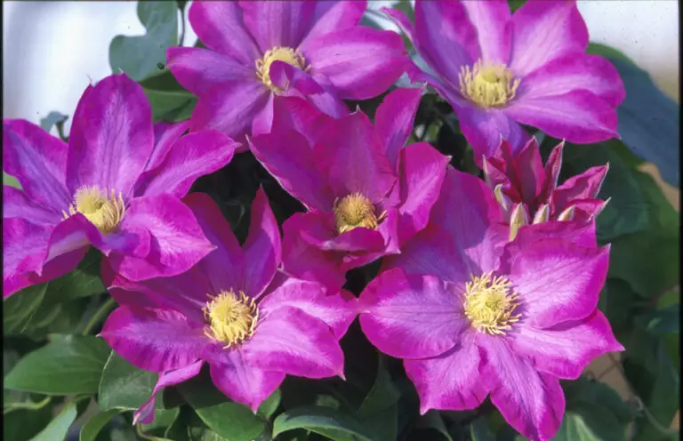 Clematis Pink Champagne