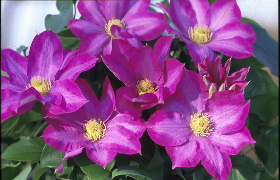 Clematis Pink Champagne