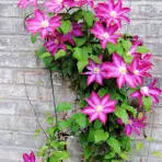 Clematis Pink Champagne