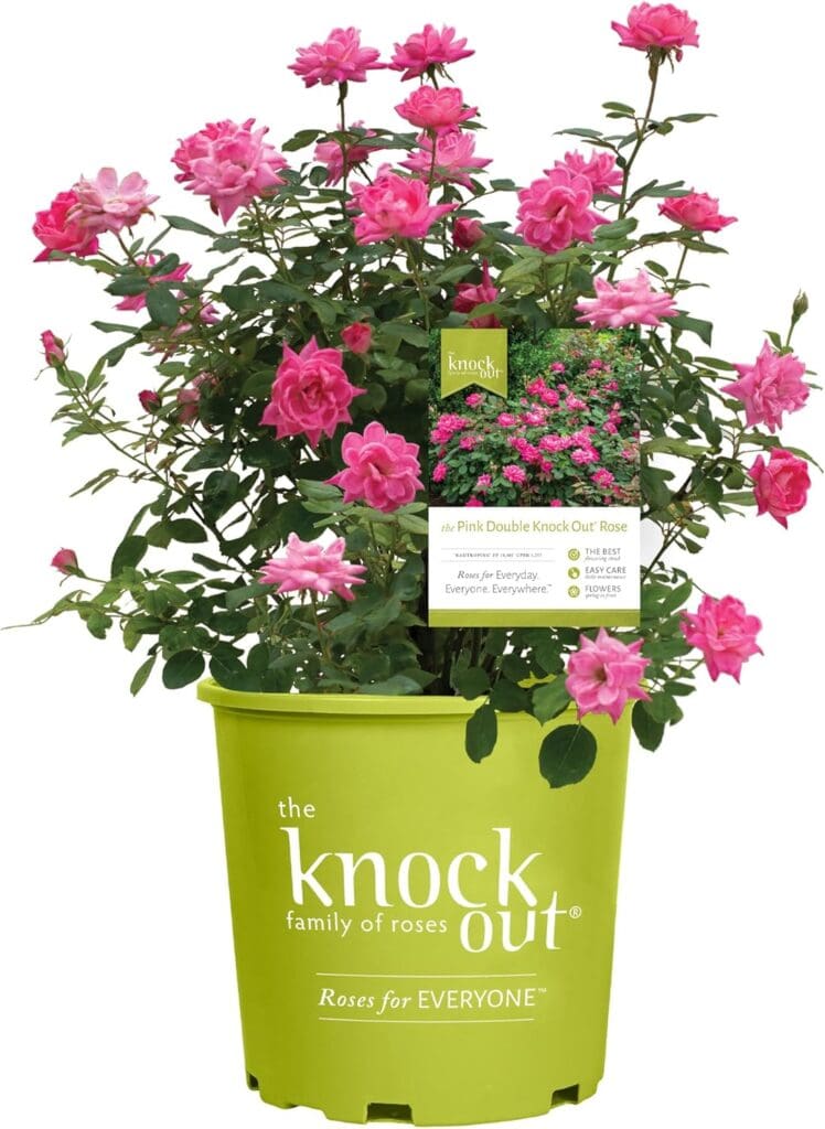 Knock Out Roses Container