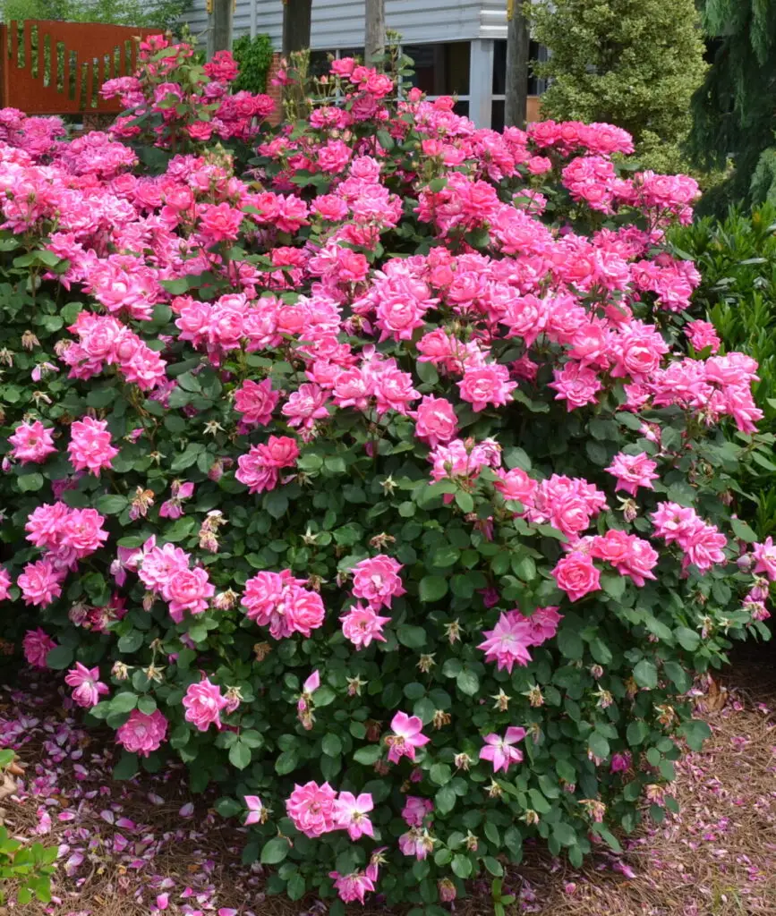 Pink Double Knockout Rose