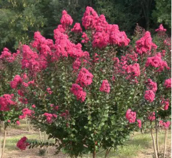 Pink Velour