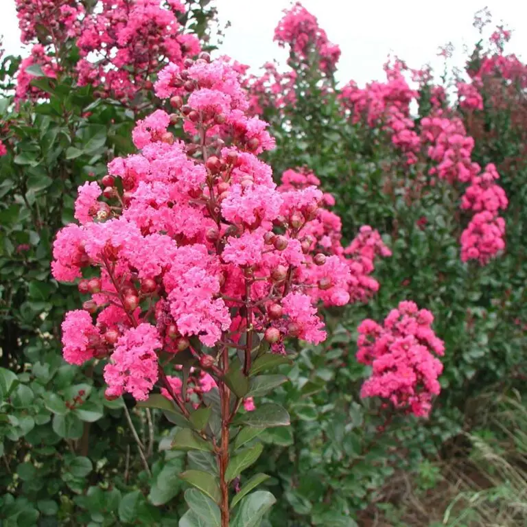 Pink Velour