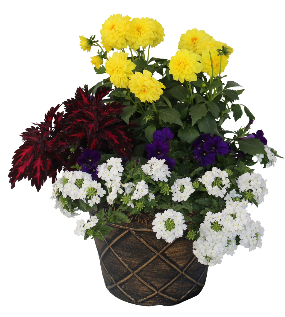 Coleus & Dahlia mixed flower Planter