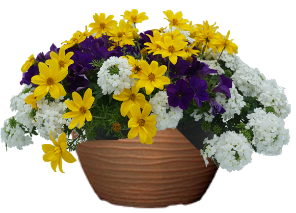 Petunia Mixed Hanging Basket Plum Crazy