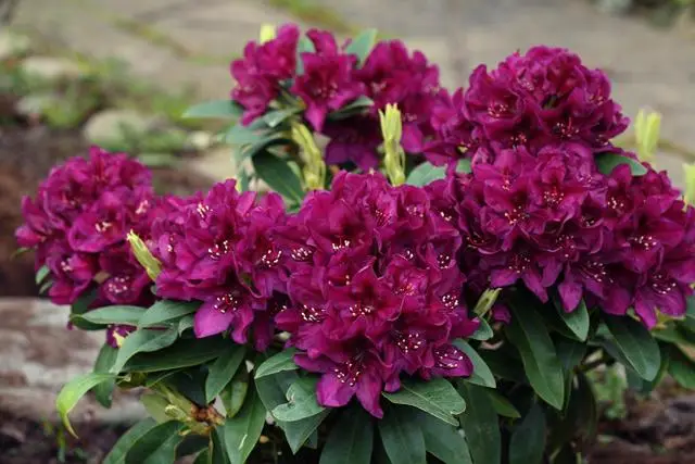 burgundy flowers of Polar Night Rhododendron bush