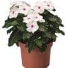 vinca Titan Polka Dot