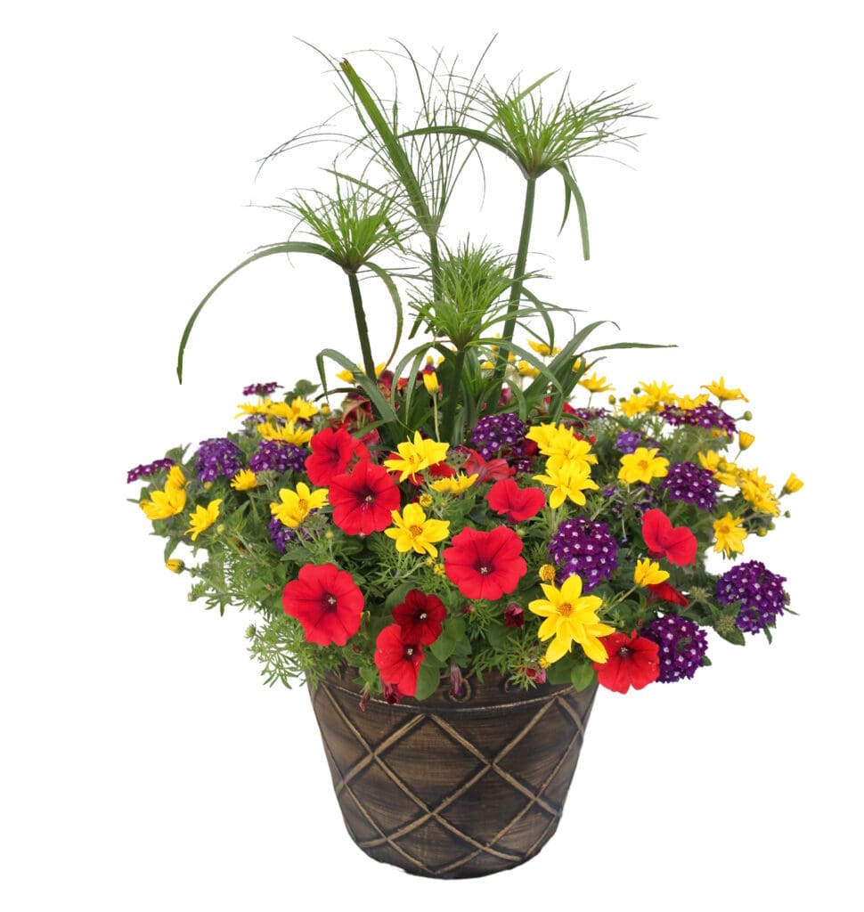 Bidens & Petunia Prime Time mixed flower Planter