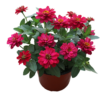 Zinnia Profusion Double Cherry
