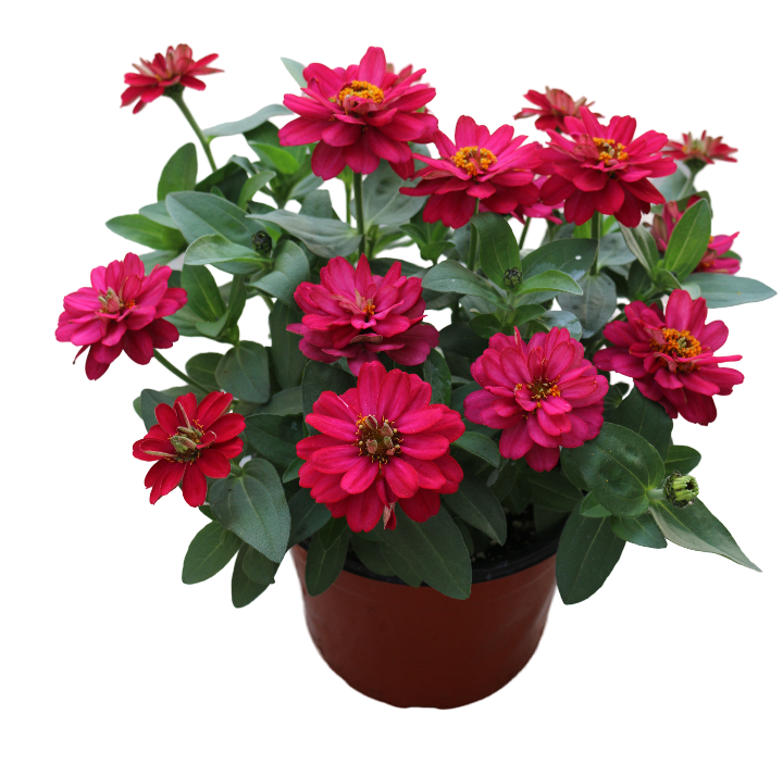 Profusion Double Cherry