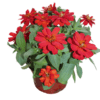 Zinnia Profusion Double Red