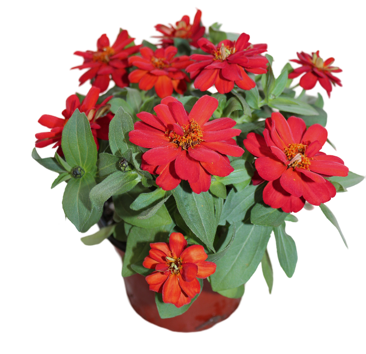 Profusion Double Red