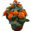 Zinnia Profusion Orange