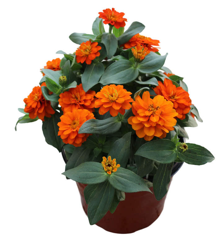 Profusion Orange