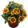 Zinnia Profusion Red Yellow Bicolor