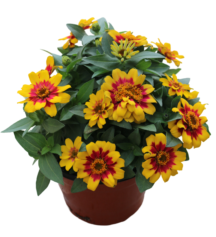 Zinnia Profusion Red Yellow Bicolor