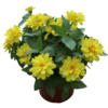Zinnia Profusion Yellow