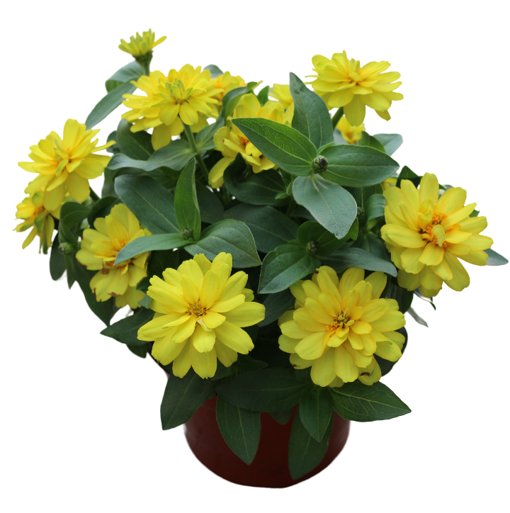 Profusion Yellow