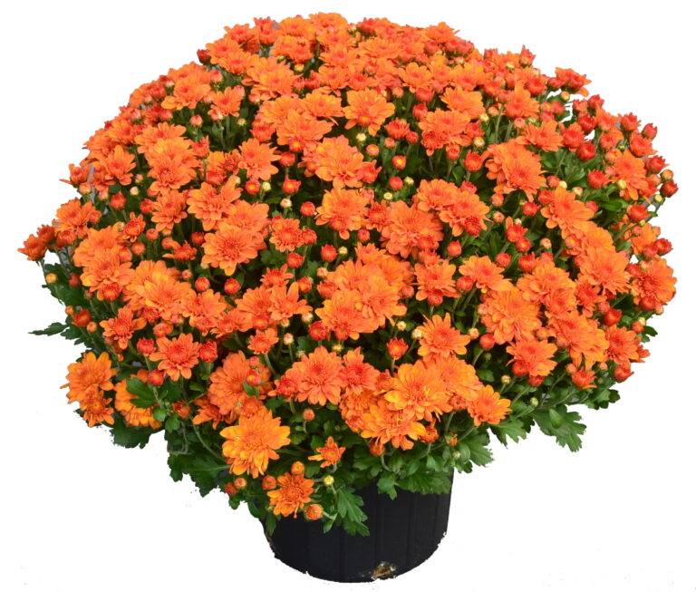 Pumpkin Pie Orange